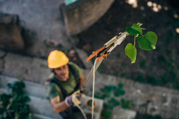 Reliable Donora, PA  Tree Services Solutions