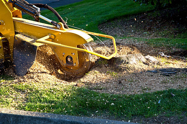 Seasonal Cleanup (Spring/Fall) in Donora, PA