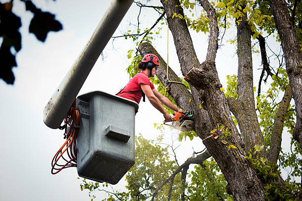 Why Choose Our Tree Removal Services in Donora, PA?